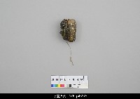 北京杖頭戲偶-花臉藏品圖，第2張